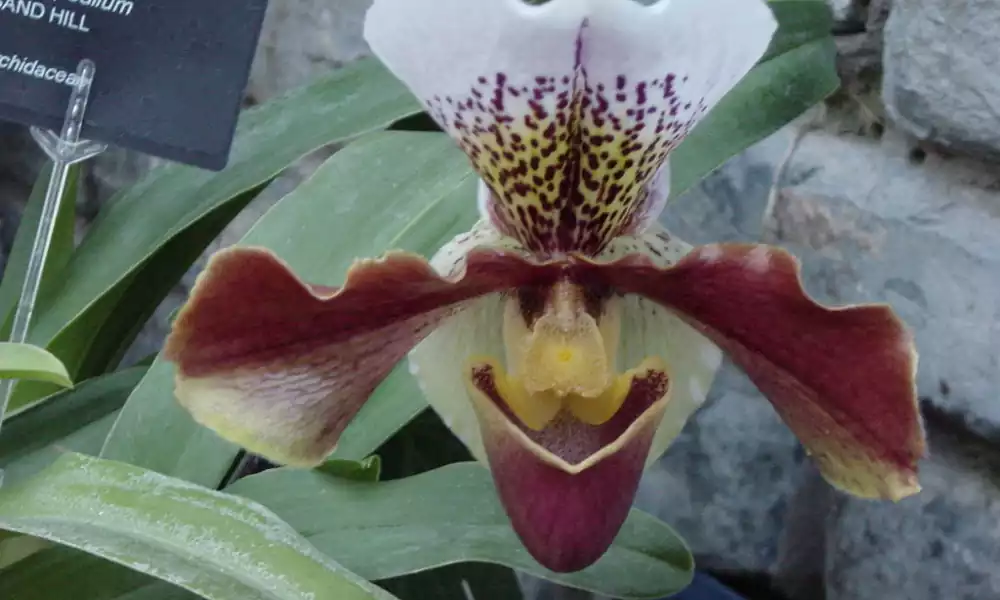 Lady's slipper orchid